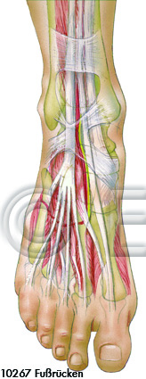 Fussrucken Dorsum Pedis Med Kom