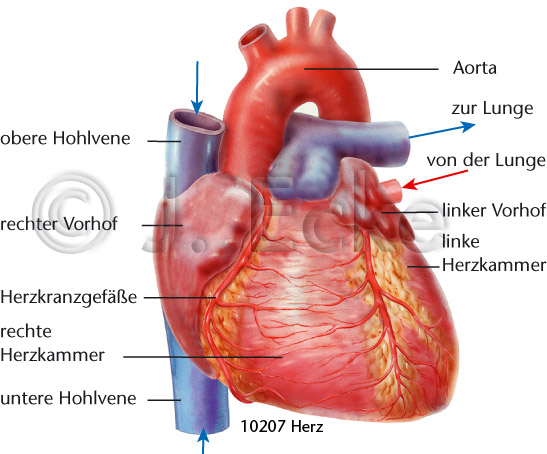 Herz Koronararterie Aorta Hohlvene