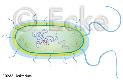 Bakterium