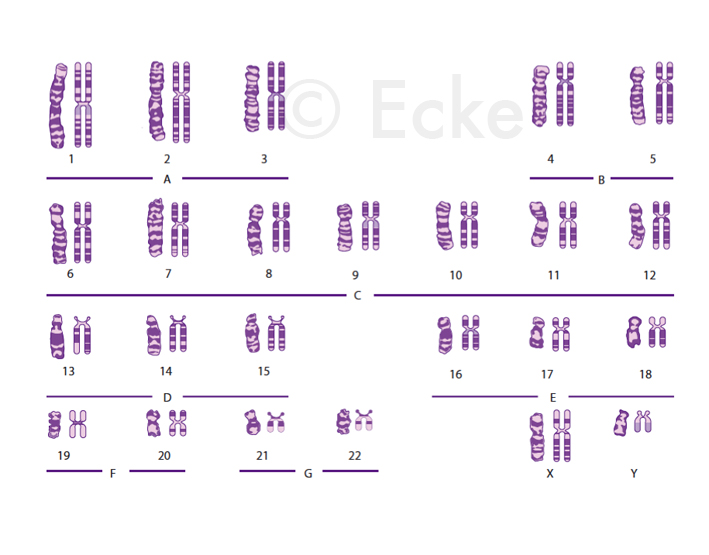 Chromosomen Metaphase