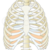 Skizze medzinische Illustration Zwerchfell