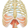 Zwerchfell medizinische Illustration