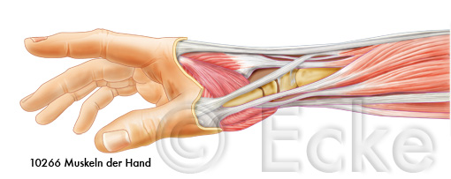 Handmuskeln