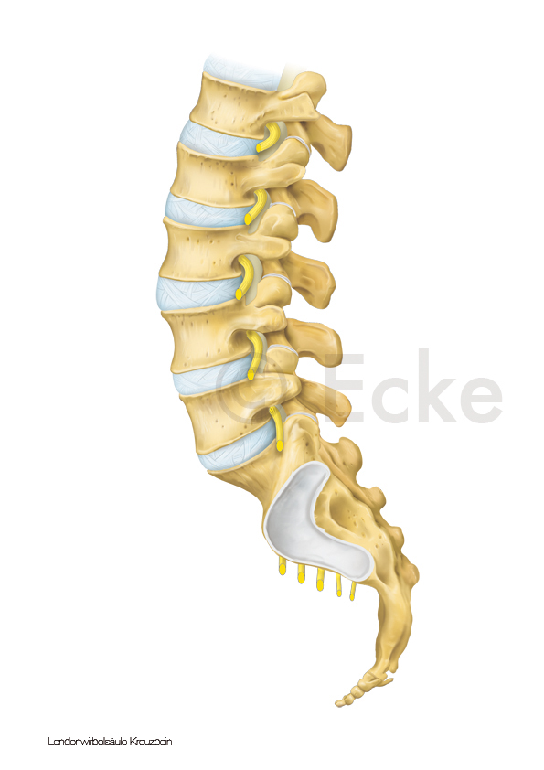 Lendenwirbelsaeule