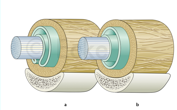 Sehne Mesotendineum Stratum-Synoviale