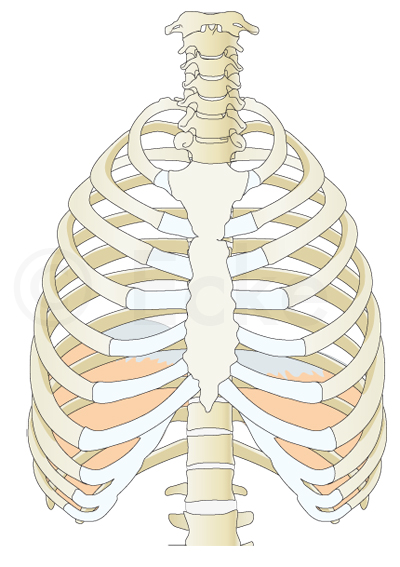 Skizze medzinische Illustration Zwerchfell