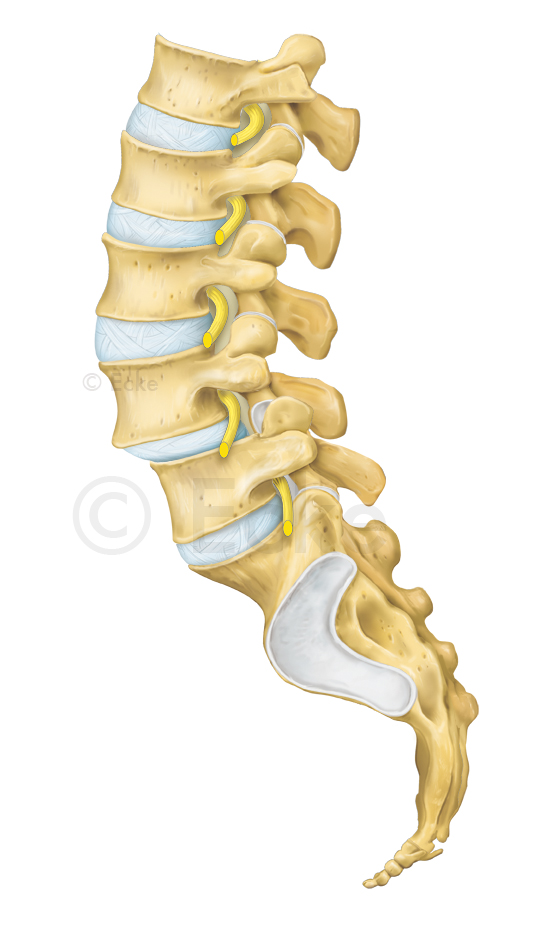 Spondylolisthese