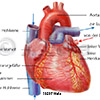 Herz Koronararterie Aorta Hohlvene