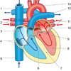 Blutstrom Herz Segelklappen Hohlvene Aorta Herzkammer Taschenklappe Lungenarterie Blutstrom Herz Segelklappen Hohlvene Aorta Herzkammer Taschenklappe Lungenarterie
