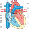 Blutstrom Herz Herzklappen Aorta Truncus pulmonalis Blutstrom Herz Herzklappen Aorta Truncus pulmonalis