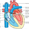Blutstrom Herz Herzklappen Aorta Truncus pulmonalis Blutstrom Herz Herzklappen Aorta Truncus pulmonalis