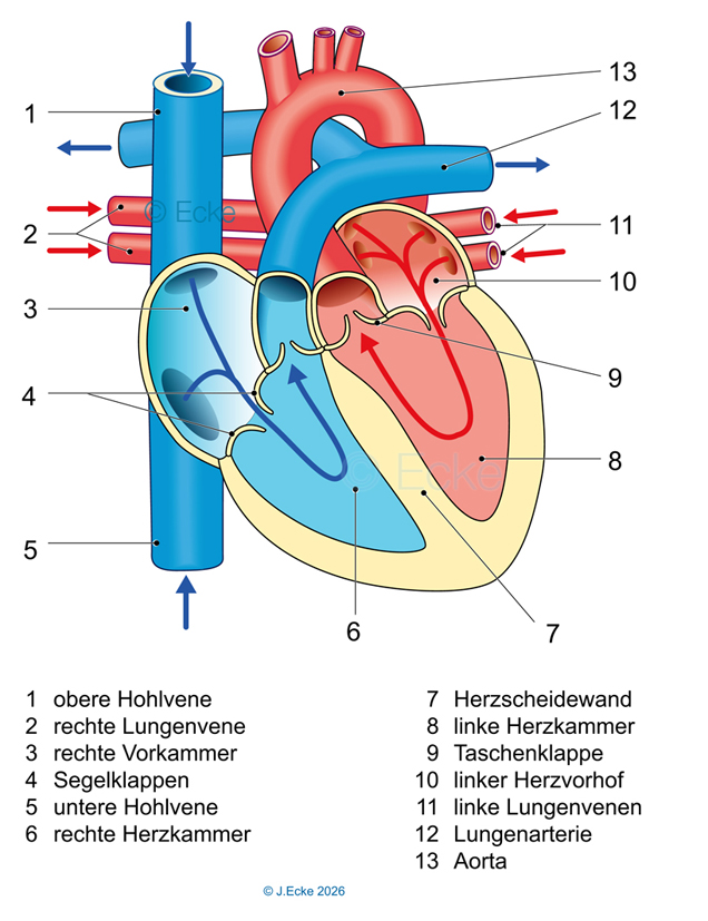 Blutstrom Herz Segelklappen Hohlvene Aorta Herzkammer Taschenklappe Lungenarterie