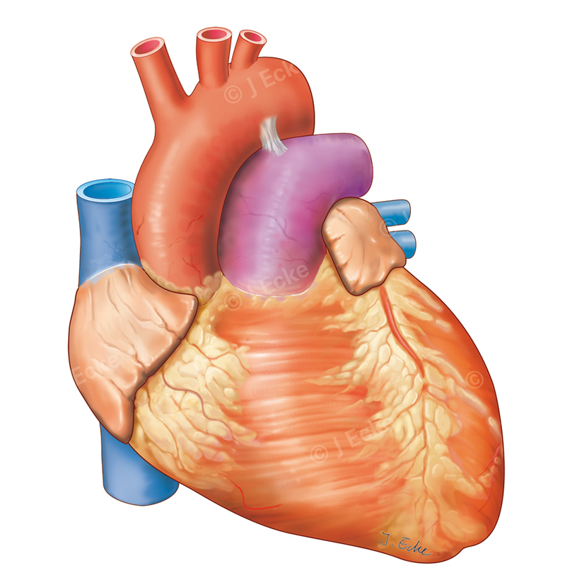 Herz ventral