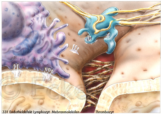 Adhaesion Leukozyt Thrombozyt