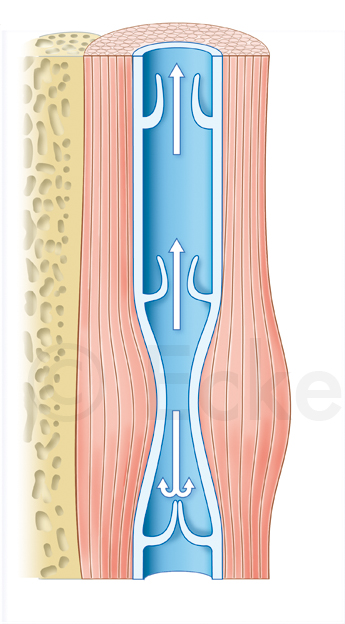 Muskelpumpe