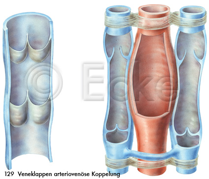 Venen Arterie