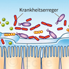 Mikrobiom Darmschleimhaut Immunstimulation