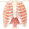 Atemmuskulatur