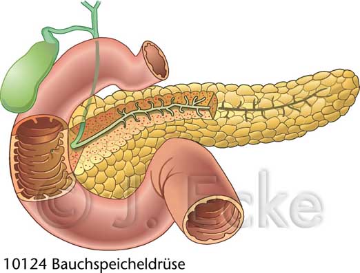 Bauchspeicheldruese