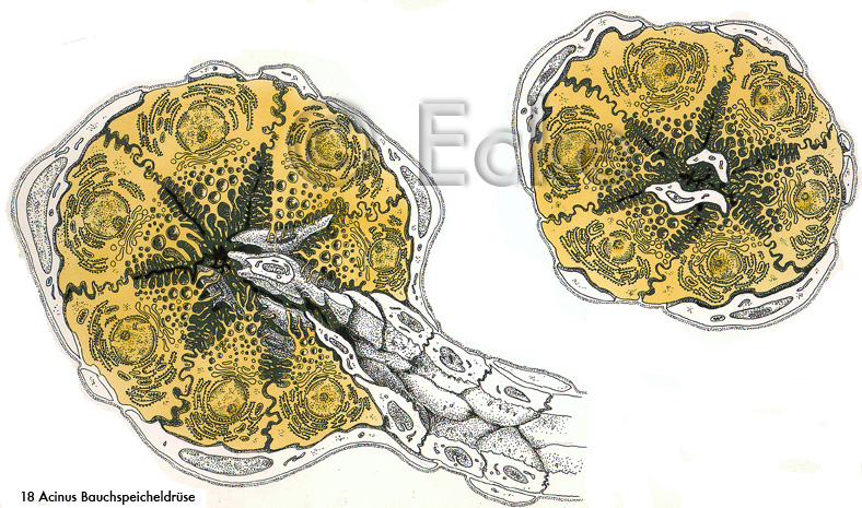 Bauchspeicheldruese Acinus