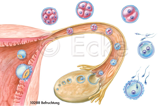 Befruchtung