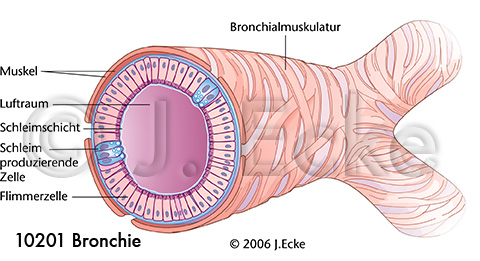 Bronchie