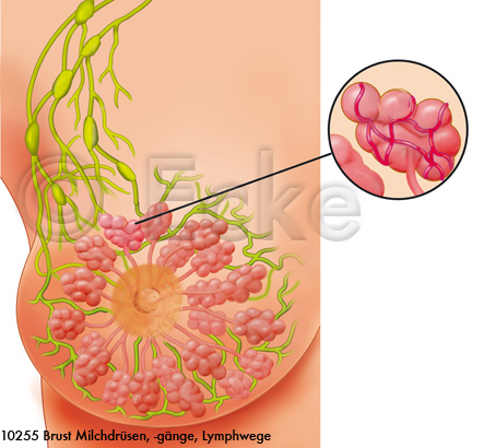 Brustdruesen Lymphbahnen
