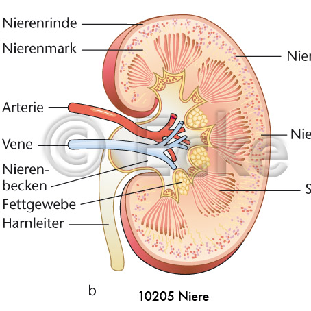 Niere 3