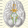 Gehirn basal