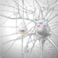 Nervenzellen Nervengewebe