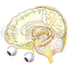 Gehirn Thalamus Hippocampus