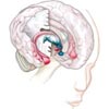 Gehirn Hippocampus Thalamus