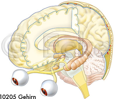 Gehirn Thalamus Hippocampus