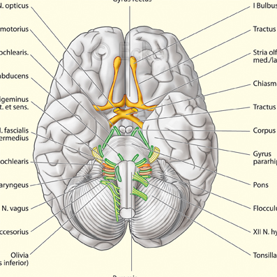 Gehirn basal