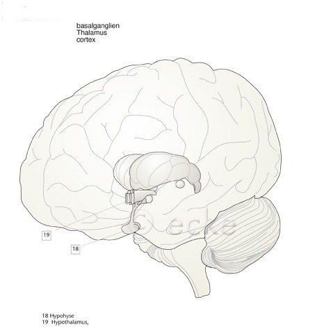 Hypothalamus