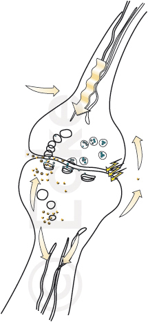 Skizze medizinische Grafik Synapsen