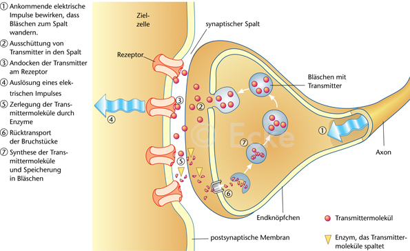 Synapse