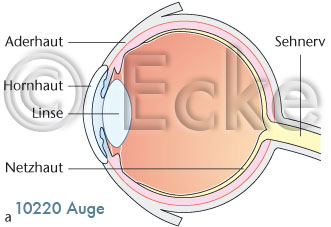 Auge 2