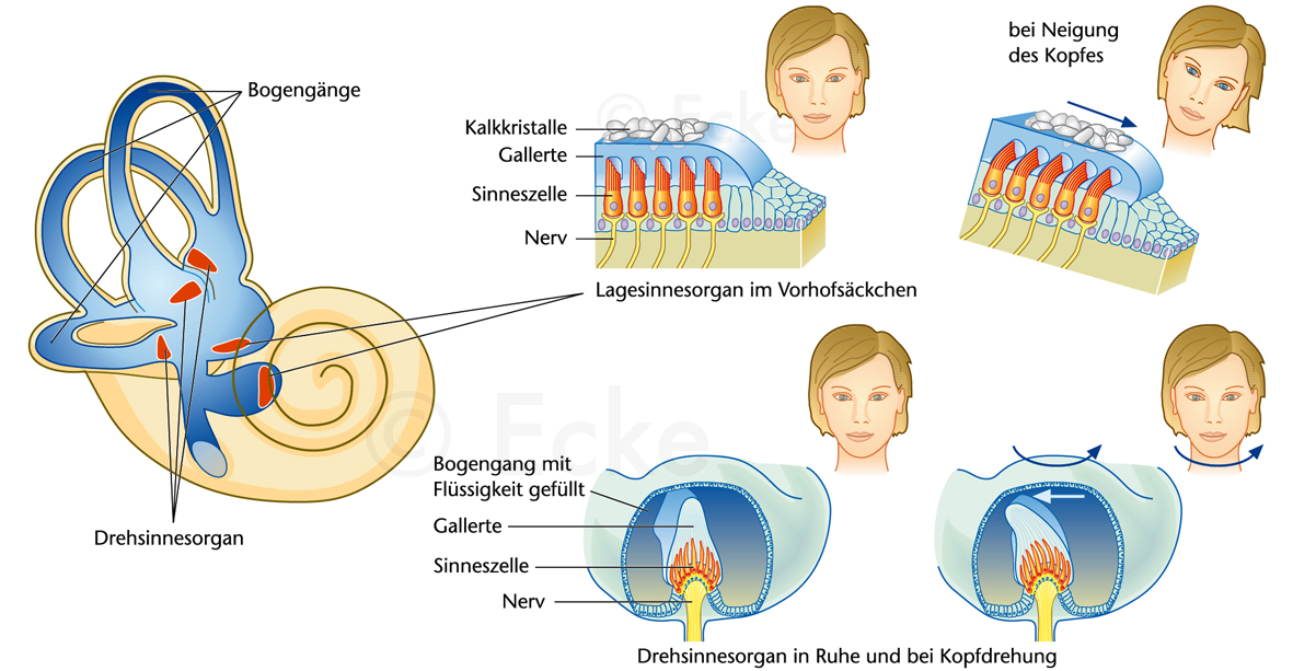 Orientierung Dreh- Lagesinnesoran