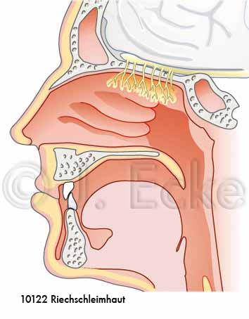 Riechschleimhaut 2
