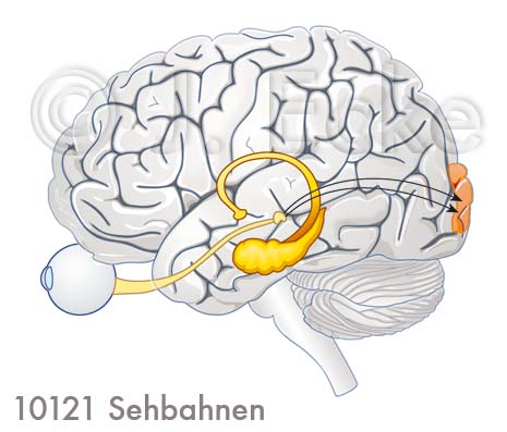 Sehbahnen 1