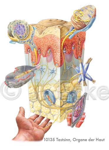 Tastsinn Meissner-Tastkoerperchen Vater-Pacini-Koerperchen Merkel-Zelle