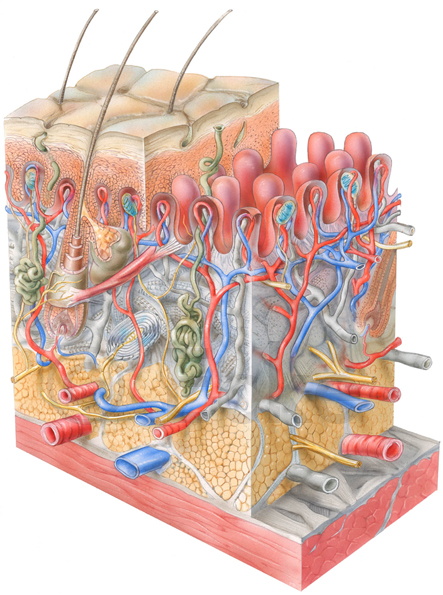 Hautschichten Hautaufbau Haarfollikel