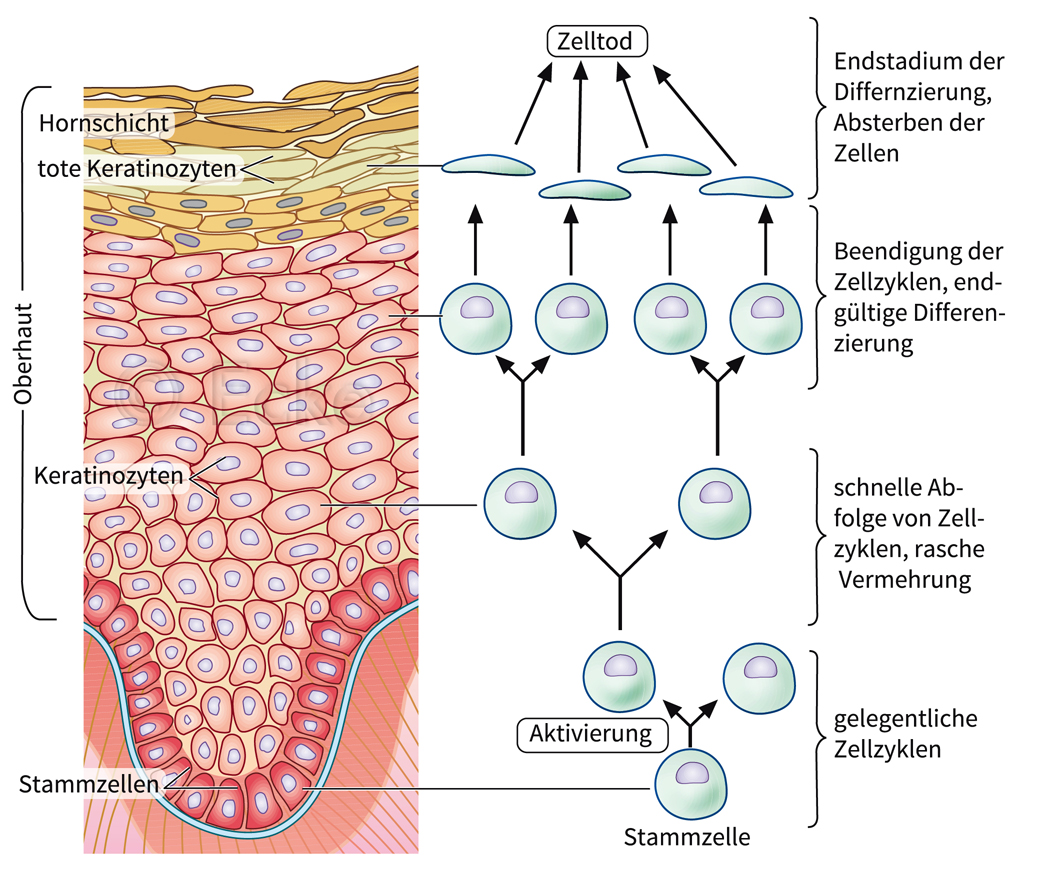 Hautzelle Keratinozyt Zellzyklus