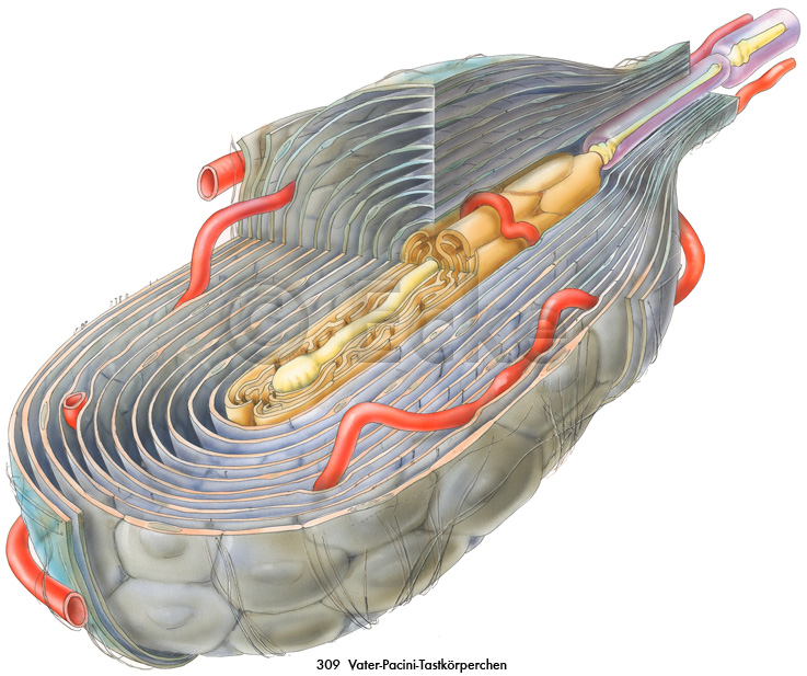 Vater-Pacini-Koerperchen