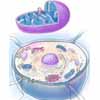 Zelle Zellkern Retikulum Mitochondrien Golgi Apparat