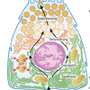 Pankreas Zelle Zellkern Mitochondrium Golgi Apparat