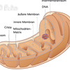 Mitochondrium