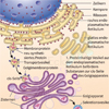 Endomembransystem