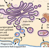 Endozytose Exozytose Lysosomen Endozytose Exozytose Lysosomen